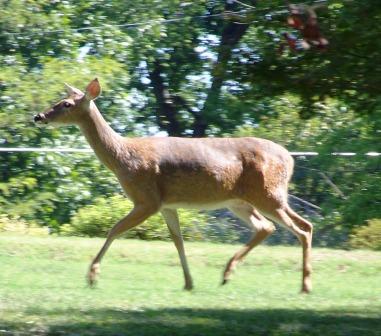 Motorists advised to watch for deer on the move