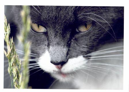 Saying Goodbye to General Mosby, Kindred Spirit and Partner 