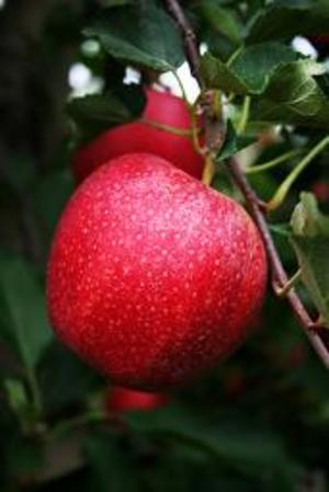 an apple a day