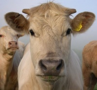COW?  Seriously? COW?