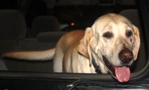 Gunner Comes to Columbus