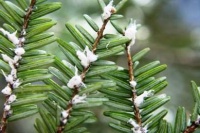 State declares war on nasty little bugs that eat hemlock trees