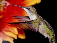 Hummingbird Seminar and a remedy for moles and Japanese beetles