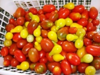 Community Supported Agriculture - not too early to invest 