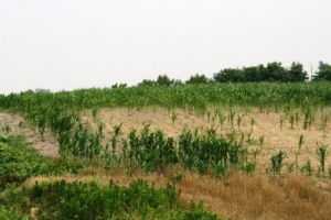 West KY Drought Potential of 100 Million Dollar Economic Disaster