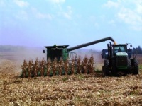 Corn harvest down by 50%