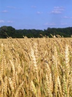 Farmers and Cityfolk - What They Plant Matters