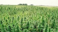 Kentucky Industrial Hemp Commission hears from Ag Commish Comer 