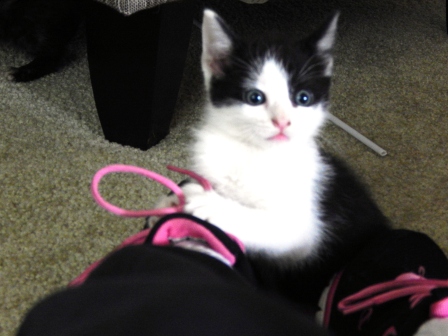 Three orphan kittens find foster parents