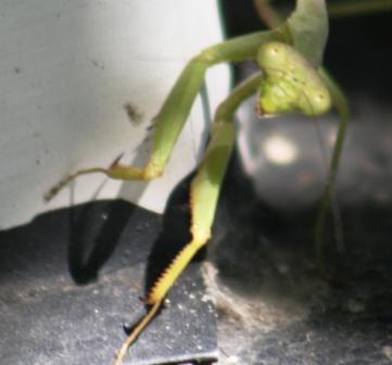Green Creatures That Haunt Our Yards and Minds