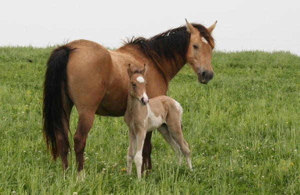 Mare and foal