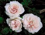 Souvenir, an antique rose