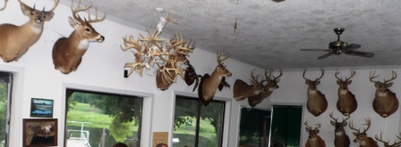 Troublesome Trophies and Fragile Feathered Friends: Introduction to the Care of Historic Taxidermy   