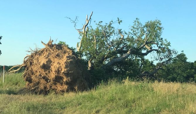 When Trees Lose to Water