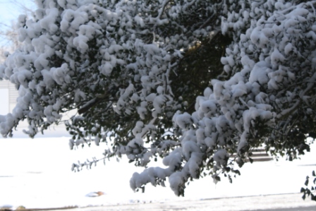 First snow of winter - just a dusting they said